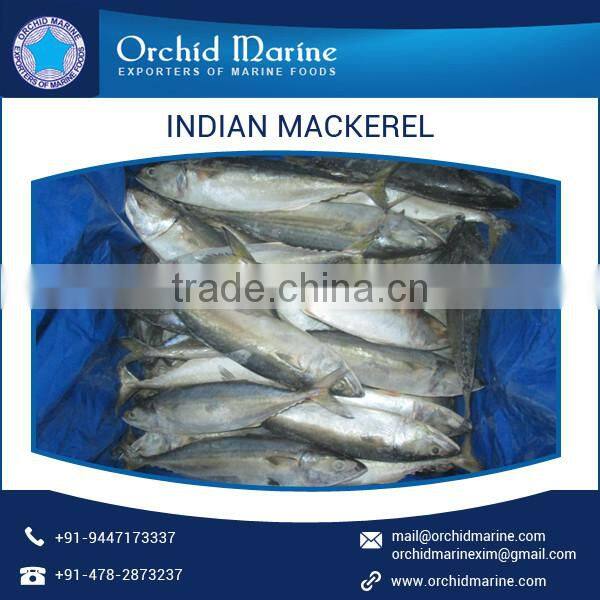 Quality Approved Buyers Choice Indian Mackerel for Sale