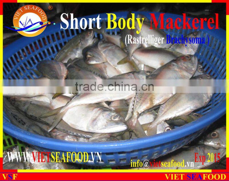 FROZEN SHORT BODY MACKEREL WHOLE ROUND