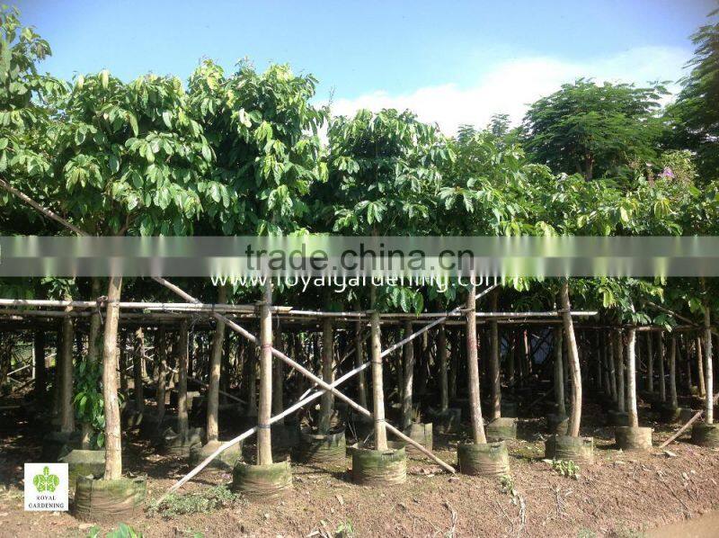 Lagerstroemia speciosa flower plants