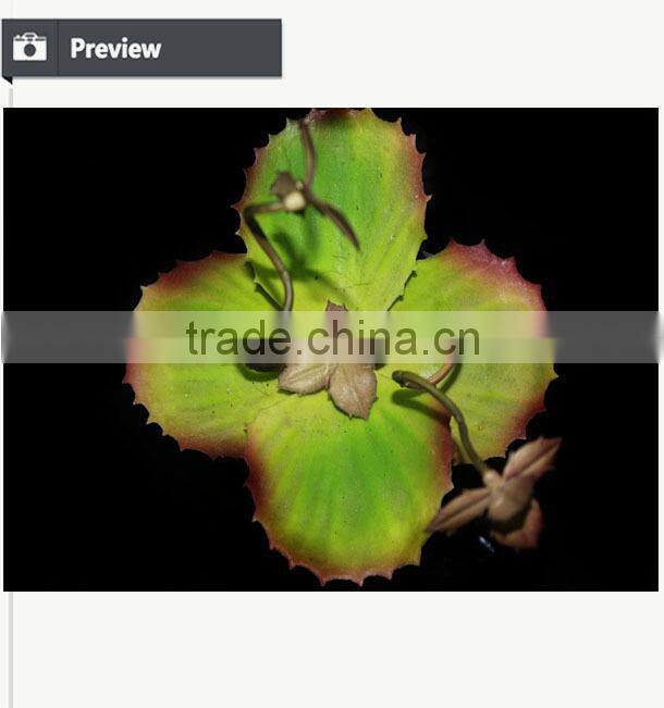 Succulent plants potted succulent artificial bonsai plant succulent