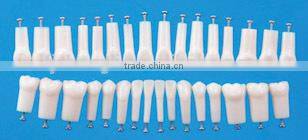 dental typodonts teeth articulators model with jaw removable screw