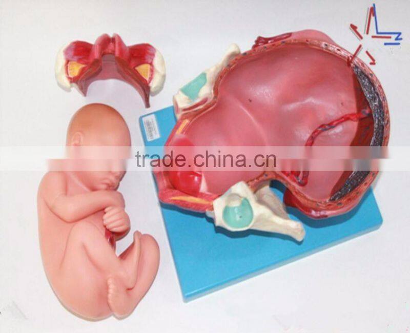Training model of fetal production process in the model of term fetus