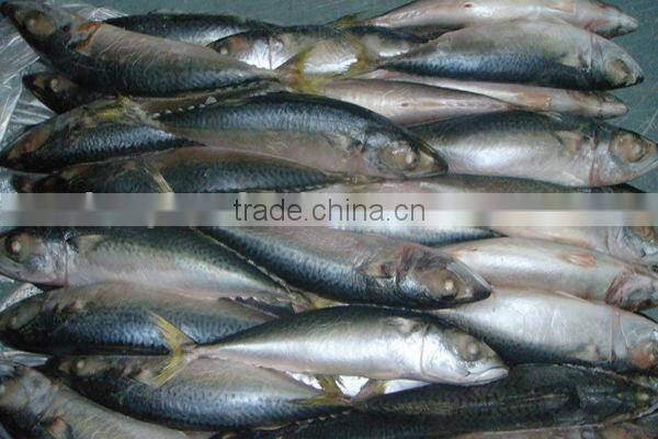 frozen mackerel species
