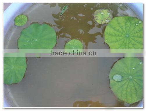 2015 Water Lily Lotus Seeds For Growing For Family Pot Landscape