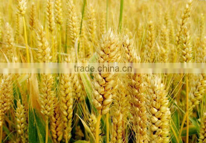 wheat gluten meal factory price
