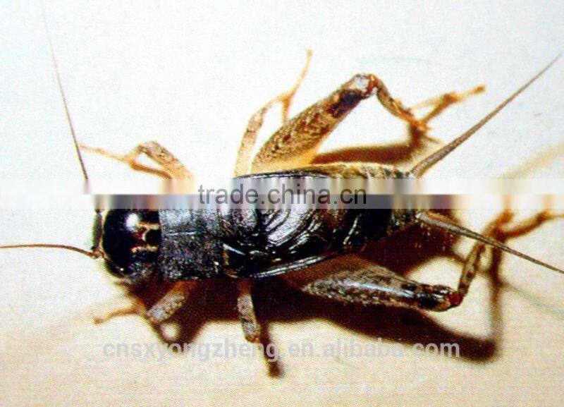 Pet Food Fish Food Microwave Dried Crickets Bagged/Canned