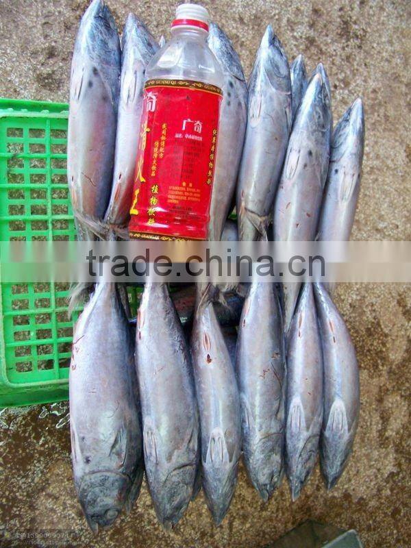 Frozen Bonito