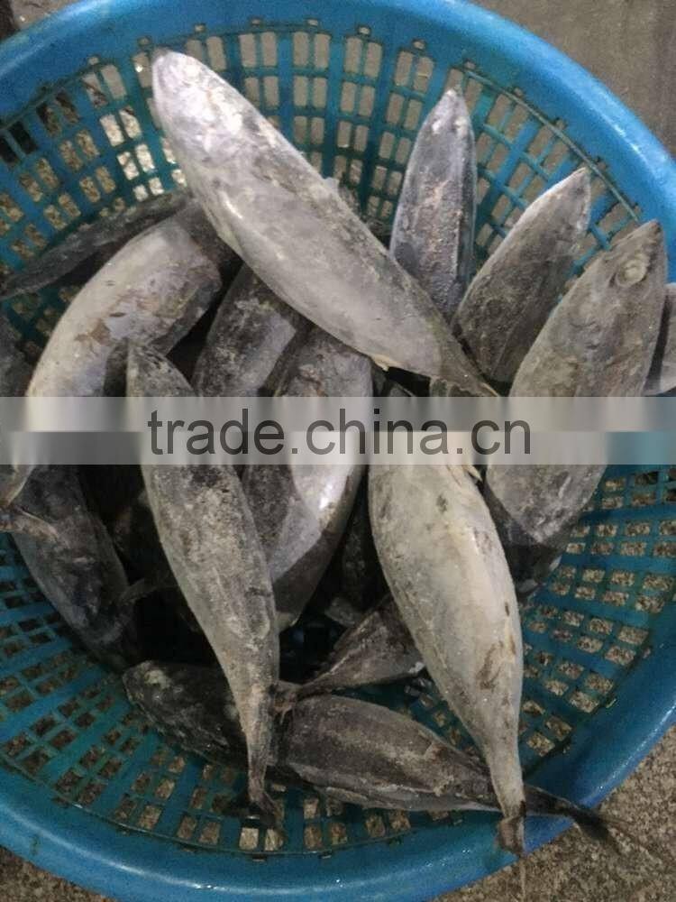 300-500g Seafrozen Bonito fish Auxis Thazard
