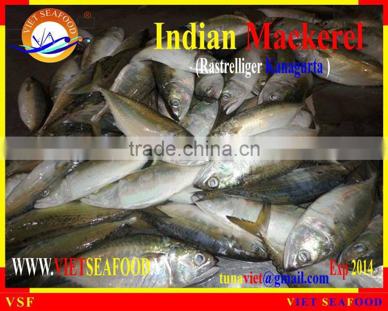 FROZEN W/R INDIAN MACKEREL