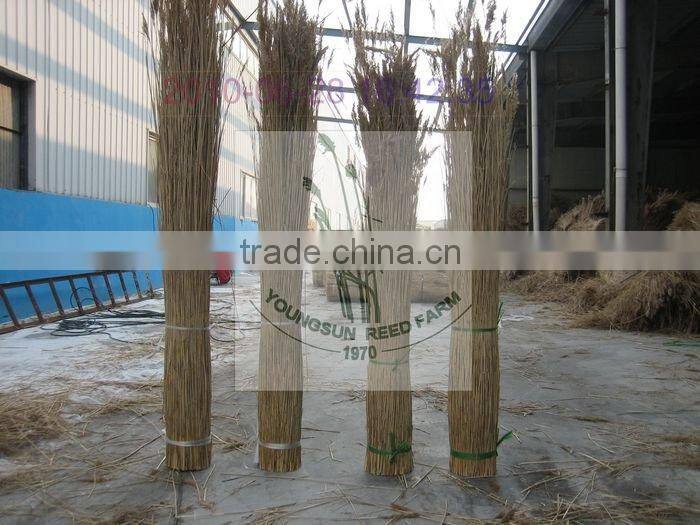 thatching reed bundles