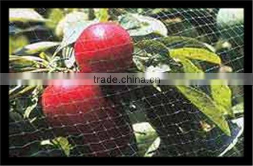 Stretched Plastic Fruit | Tree Protect Antibird Nets