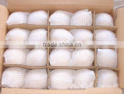 light yellow Fresh ya pear bulk purchase