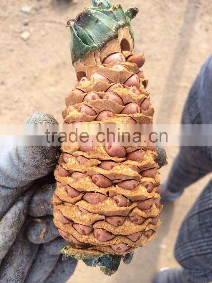 2014 crop Pine nut kernels, Red Pine nut kernels 650pcs, 700pcs