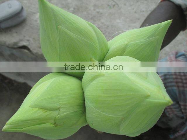 White Color fresh Cut Lotus Flower Manufacturer in India