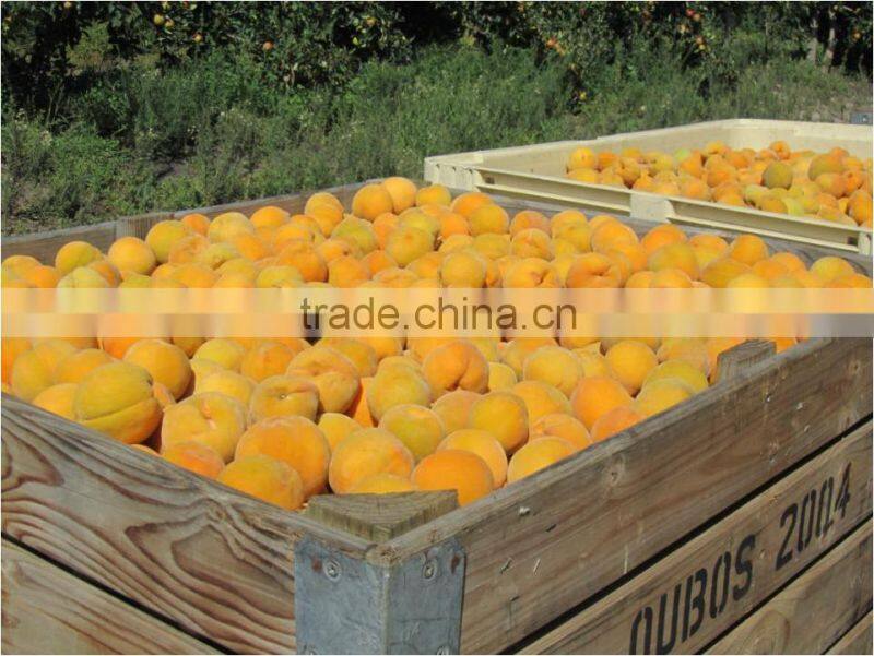 Best quality bakery canned golden peach halves in syrup from South Africa