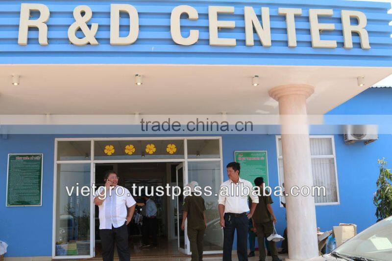 High Quality F1 Hybrid Okra Seeds VGO02