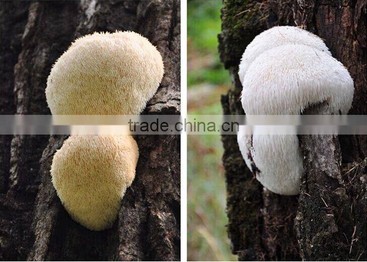 Natural Dried Organic Hericium Erinaceus Extract/Monkey Head Mushroom,Green and Healthy Food
