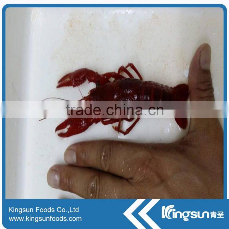 Best supplier Frozen water cooked crayfish / crawfish