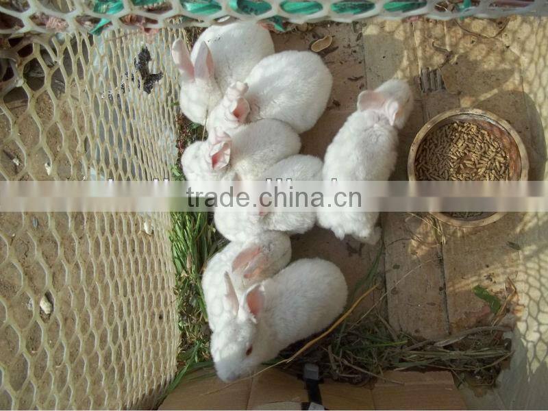 CE approval chicken/pig/rabbit feed production line//0086-15838061756