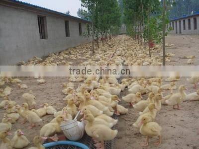 Customize Water Soluble Sodium Humate Powder feed and fertilizer