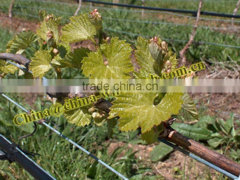 2.4x3.0mm Galvanized Oval Vineyard wire