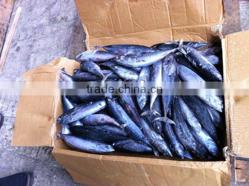 frozen bonito whole round 300-500g