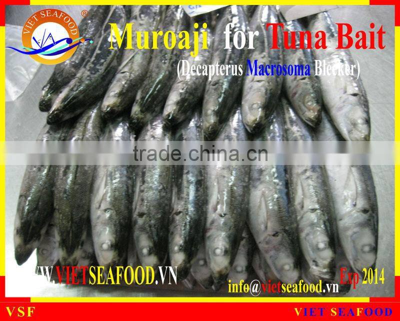 FROZEN W/R MUROAJI FOR TUNA BAIT