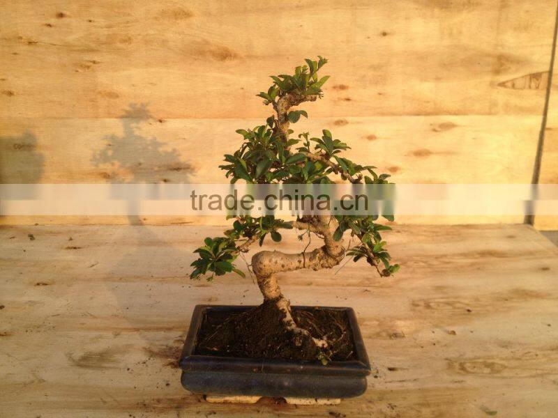 S Shape Small Indoor Bonsai Carmona Bonsai tree (Fukien Tea)