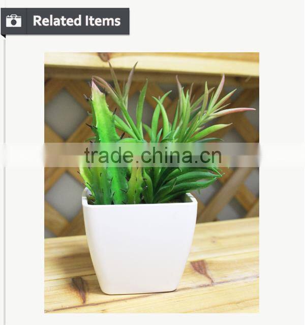 mini potted succulents flowering succulent plants preserved mini succulent plants bonsai