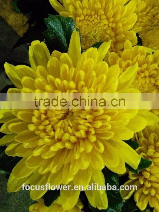 fresh cut flower chrysanthemum Grade A with multi colors from Kunming