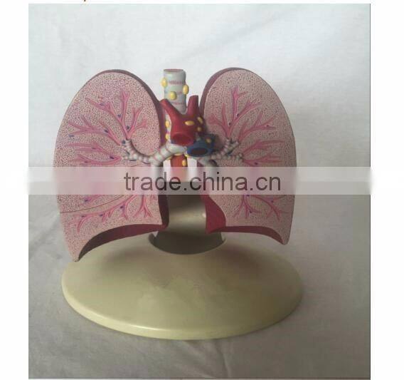 Simulation Model for Medical Research and Students Learning