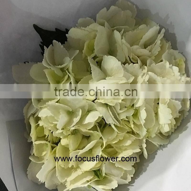Sold Worldwide High Quality Hydrangea From China Wholesale
