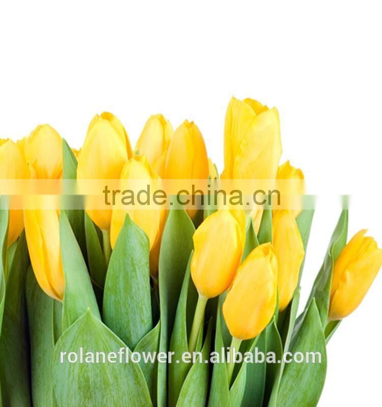 Holland fresh yellow tulip cut flower from kunming yunnan