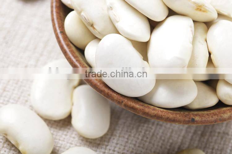 Supply Large white kidney beans with high quality for sale