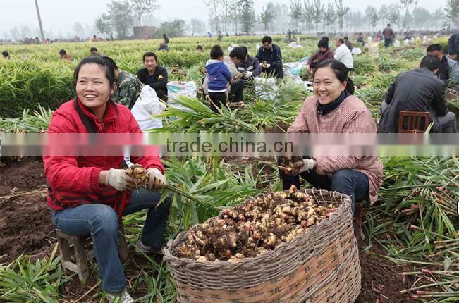 Market price for big ginger