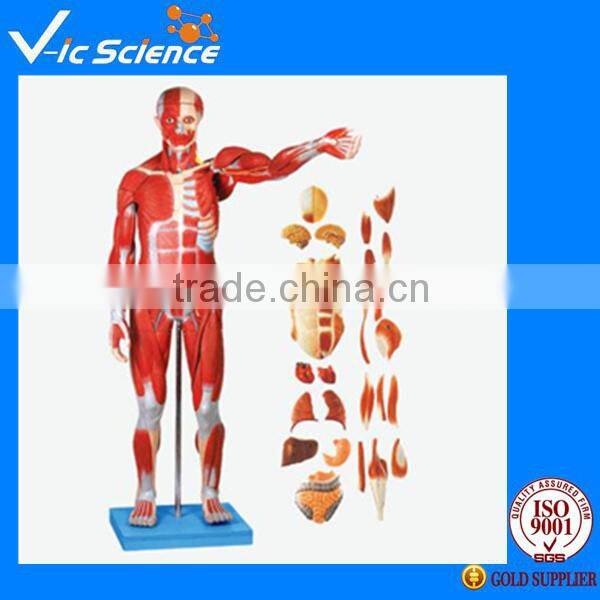 Human autonomic nervous system model