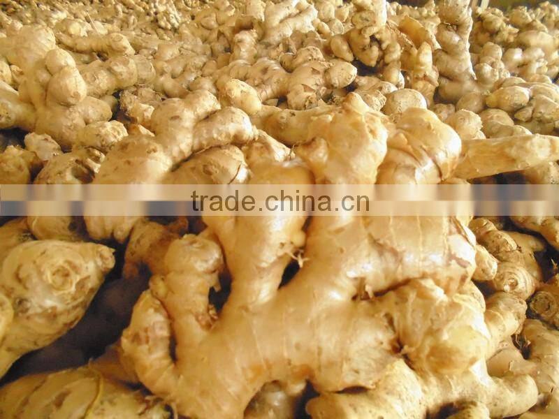 best quality fresh ginger 2016