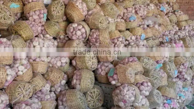Takings Egyptian Garlic...dry garlic with best quality