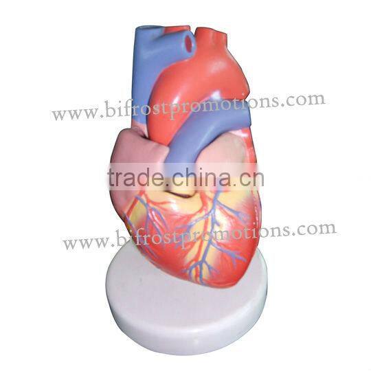 Anatomy Heart Model
