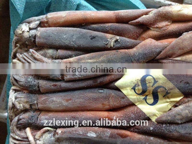 illex squid whole round for tuna bait