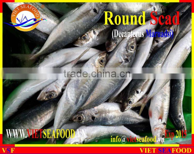 FROZEN MARUADSI WHOLE ROUND (ROUND SCAD)