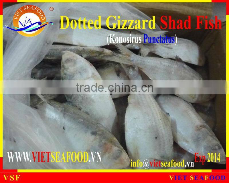 W/R FROZEN DOTTED GIZZARD SHAD FISH