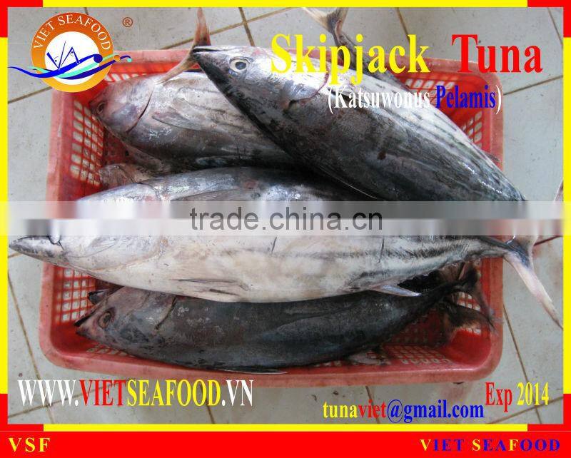 FROZEN SKIPJACK TUNA WHOLE ROUND