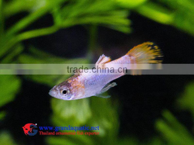 Endler Guppy Fish / Guppy fish for sale