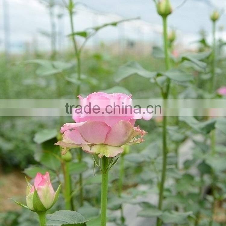 Cheap Best-Selling light purple violets