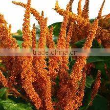 FRESH QUINOA