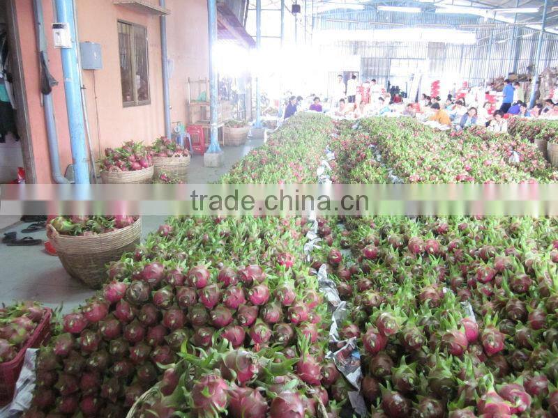 Fresh Dragon Fruit (dragon fruit)