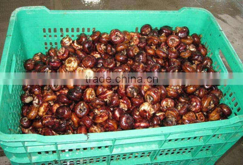 water chestnut/chinese water chestnut