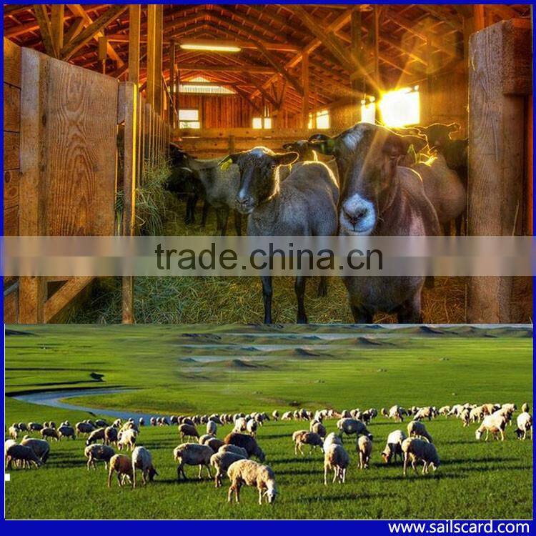 50*42mm Small Goat sheep ear tags for Food traceability