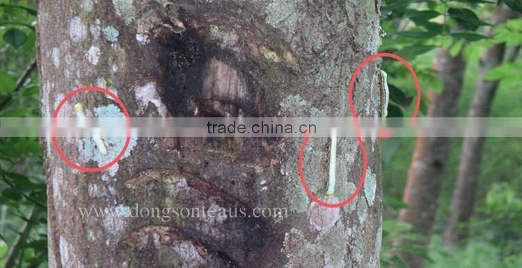 Four Season Oolong tea